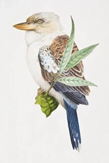 Laughing Kookaburra, Dacelo novaeguineae, brown and white bird with a grey tail on a branch