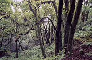 Canaries Prints: Laurel rain forest in the Anaga Mountains, Tenerife, Canary Islands, Spain, Europe