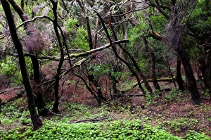 Images Dated 19th January 2015: Laurel tree forest, Garajonay NP. La Gomera