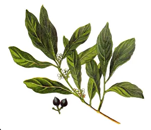 Laurus nobilis (bay laurel, sweet bay, true laurel, Grecian laurel)