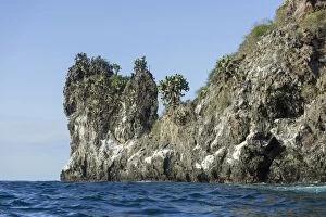 Images Dated 23rd December 2012: Lava cliff, overgrown with Galapagos Prickly Pear -Opuntia echios-, San Salvador Island