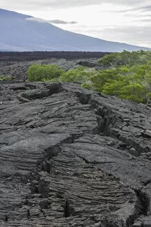 Lava field, Fernandina Island, Galapagos Islands, Ecuador