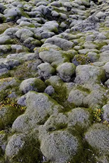 Lava Prints: Lava rocks overgrown by Elongate Rock Moss -Racomitrium elongatum