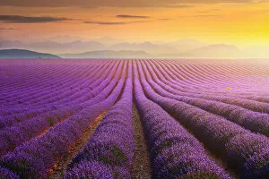 Images Dated 14th July 2012: Lavander field at sunset in Provence, France