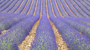 Images Dated 7th July 2013: Lavendar field, Provence, France
