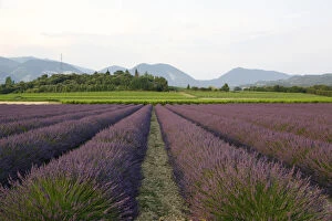 Provence Alpes Cote Dazur Gallery: Lavender cultivation, lavender field at Le Pegu, Valreas, Vaucluse, Provence, southern France