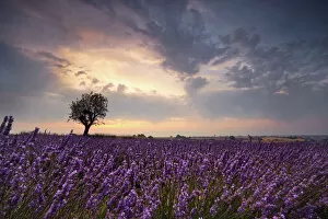 Provence Alpes Cote Dazur Gallery: Lavender at dawn