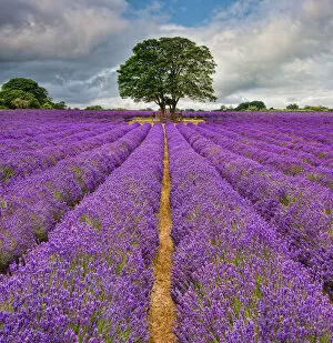 Images Dated 15th July 2015: Lavender field