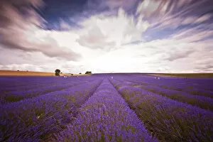 Images Dated 17th July 2015: Lavender Field