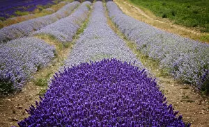 Images Dated 20th September 2015: Lavender Field