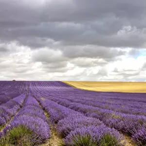 Images Dated 19th July 2009: Lavender Field