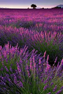 Lavender Dreams: A Journey Through Violet Fields: Lavender field