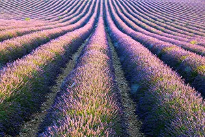 Provence Alpes Cote Dazur Gallery: Lavender field in full bloom, Provence, France