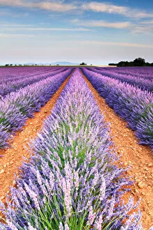 Provence Alpes Cote Dazur Gallery: Lavender field in blossom