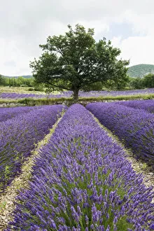 Images Dated 8th July 2014: Lavender field, near Sault, Vaucluse, Provence-Alpes-Cote dAzur, France