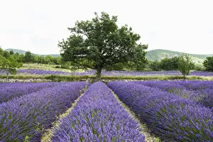 Images Dated 8th July 2014: Lavender field, near Sault, Vaucluse, Provence-Alpes-Cote dAzur, France