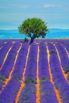 Images Dated 14th July 2012: Lavender field in Provence