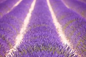 Werner Van Steen Photography Gallery: Lavender field, Provence, France