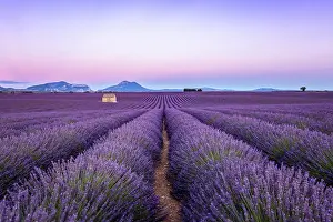 Lavender Dreams: A Journey Through Violet Fields: Lavender field at sunset, Valensole, Provence, France