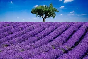 Images Dated 12th July 2010: Lavender field and tree