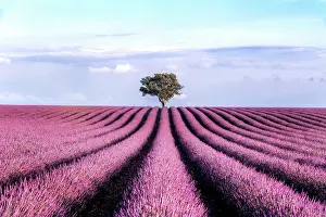 Lavender Dreams: A Journey Through Violet Fields: Lavender Field with a Tree in the end against the Sky during Summer Sunset