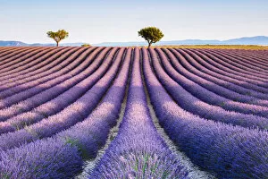 Images Dated 7th July 2017: Lavender field and tree in Provence, France