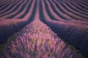 Images Dated 6th July 2014: Lavender field in Valensole