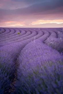 Francesco Riccardo Iacomino Travel Photography Gallery: Lavender field Valensole Plateau, full bloom. Provence, Southern France