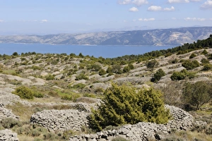 Chains Collection: Lavender fields protected with stone walls, Hvar Island, Croatia, Europe