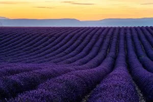 Images Dated 5th July 2014: Lavender fields of Provence