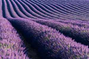 Images Dated 6th July 2014: Lavender fields of Provence