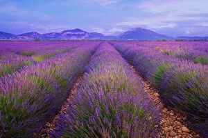 Lavender fields in Provence at dusk