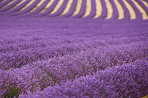 Images Dated 6th July 2014: Lavender Fields in Provence, France