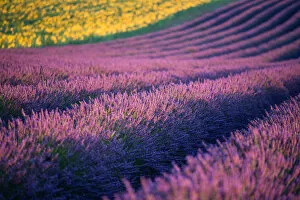 Images Dated 6th July 2014: Lavender fields in Provence, France