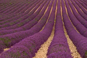 Images Dated 7th July 2014: Lavender Fields in Provence, France