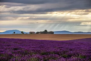Images Dated 7th July 2014: Lavender fields in Provence, France