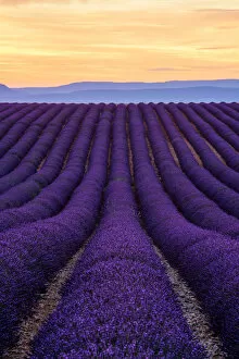 Images Dated 5th July 2014: Lavender Fields in Provence, France