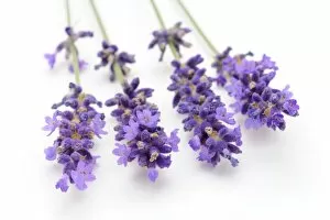 Images Dated 22nd June 2011: Lavender -Lavandula angustifolia-