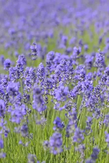Herbs Prints: Lavender (Lavandula angustifolia)