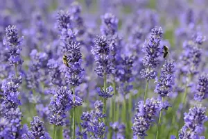 Herbs Prints: Lavender (Lavandula angustifolia)