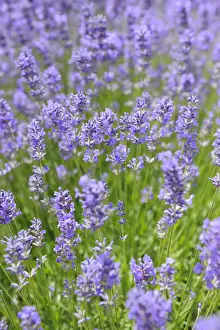 Herbs Prints: Lavender (Lavandula angustifolia)