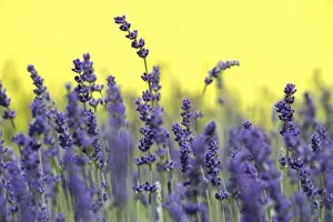 Images Dated 9th June 2012: Lavender -Lavandula angustifolia, Syn. Lavandula officinalis, Lavandula vera-