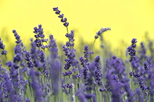 Images Dated 9th June 2012: Lavender -Lavandula angustifolia, Syn. Lavandula officinalis, Lavandula vera-