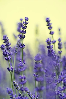 Images Dated 9th June 2012: Lavender -Lavandula angustifolia, Syn. Lavandula officinalis, Lavandula vera-