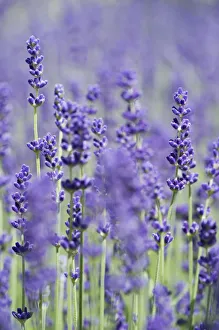 Images Dated 9th June 2012: Lavender -Lavandula angustifolia, Syn. Lavandula officinalis, Lavandula vera-