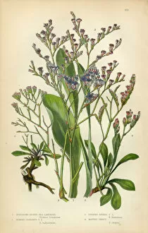Images Dated 16th February 2016: Lavender, Sea Lavender, Lavandula, Mint, Victorian Botanical Illustration