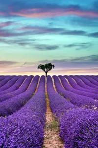 lavender summer sunset landscape
