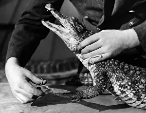 Lazy Crocodile