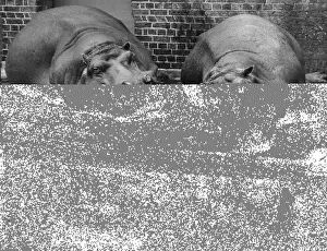 Reflective Prints: Lazy Hippos