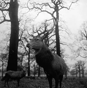 Hulton Archive Collection: Leader Of The Herd